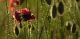 Coquelicots