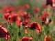 Coquelicots