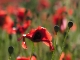 Coquelicots