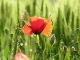 Photo Coquelicots