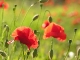 Coquelicots