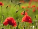 Coquelicots