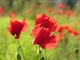 Coquelicots