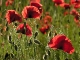 Coquelicots