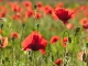Coquelicots