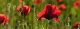 Coquelicots