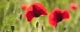 Coquelicots