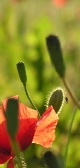 Coquelicots