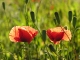 Coquelicots