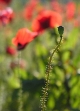 Coquelicots
