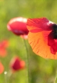 Coquelicots