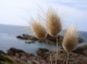 Galerie photos Herbes et garminées