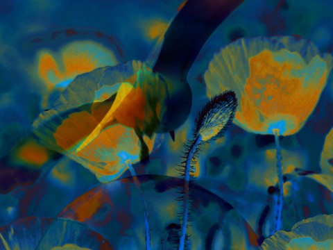 Galerie photos Songe