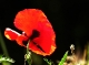 Coquelicots