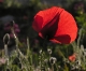 Coquelicots