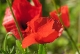 Coquelicots