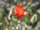 Coquelicots