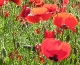 Coquelicots