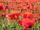 Coquelicots