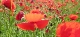 Coquelicots