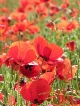 Coquelicots