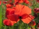Coquelicots