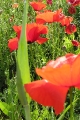 Coquelicots