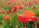 Coquelicots