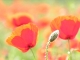 Coquelicots