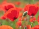Galerie photos coquelicots