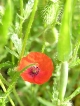 Coquelicots
