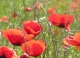 Coquelicots