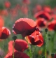 Coquelicots