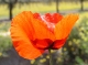 Coquelicots