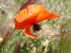 Coquelicots