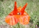 Coquelicots