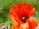 Photo Coquelicots