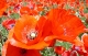 Coquelicots