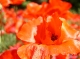 Coquelicots