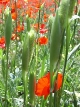 Coquelicots