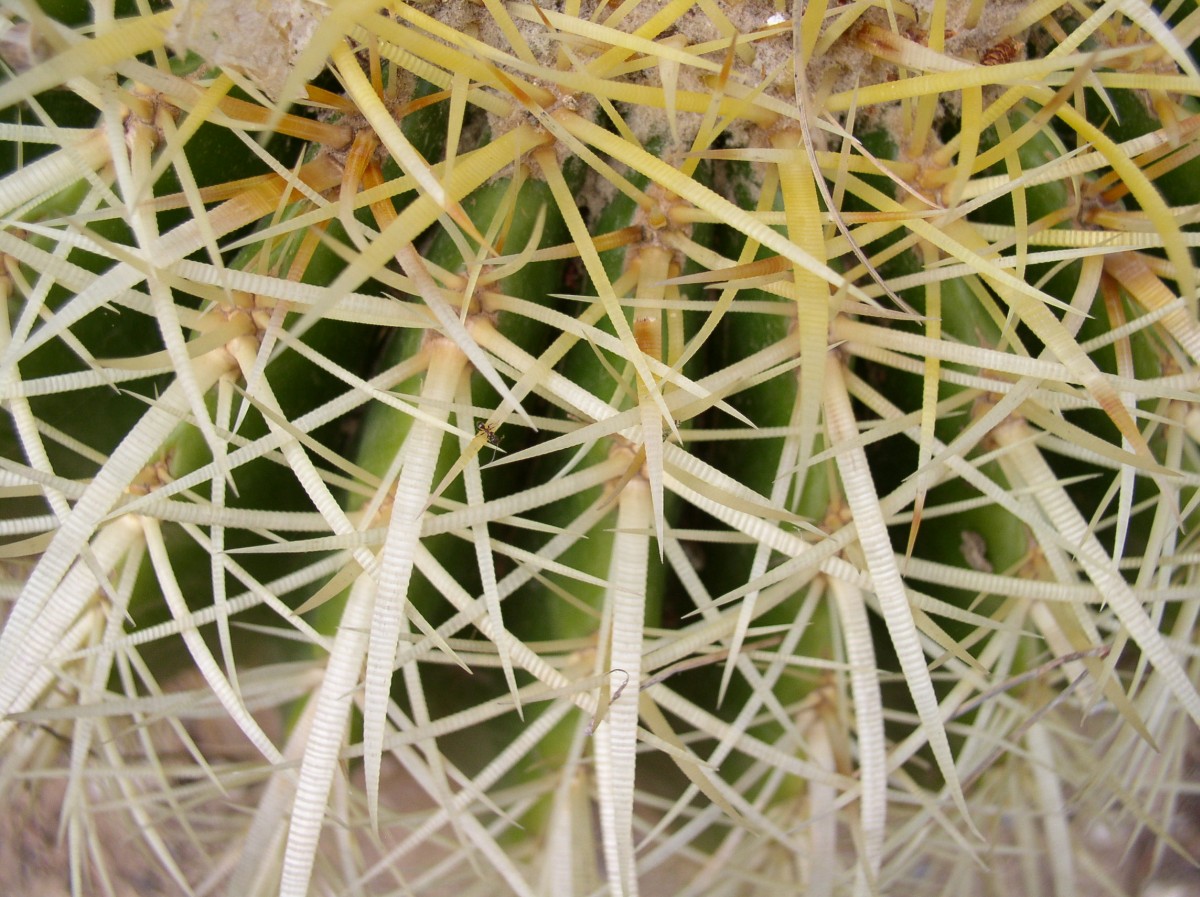 Cactus