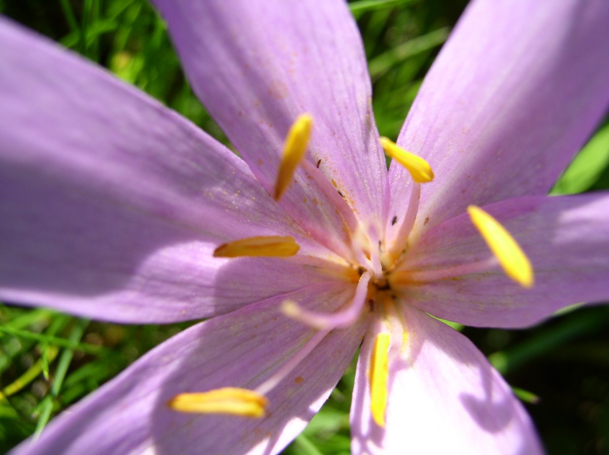 Crocus