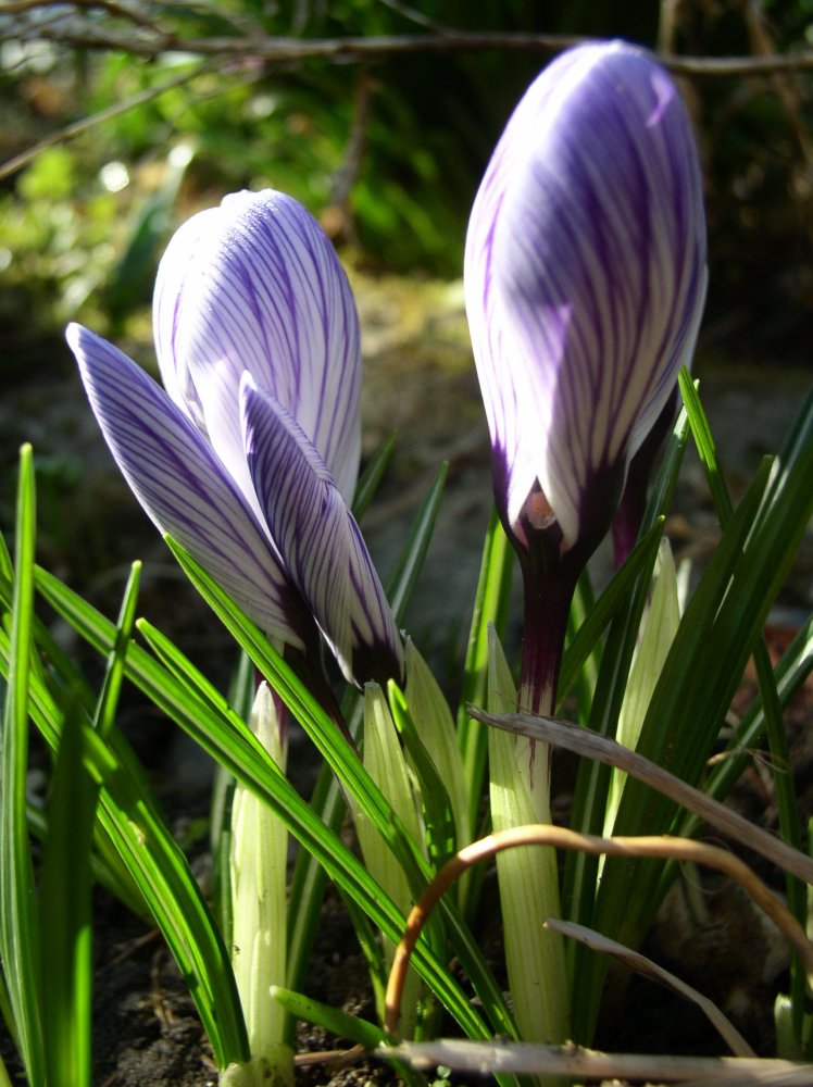 Crocus