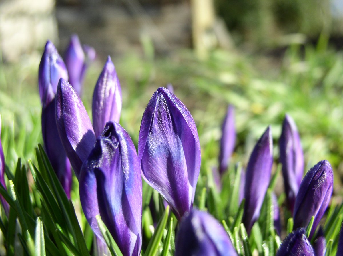 Crocus