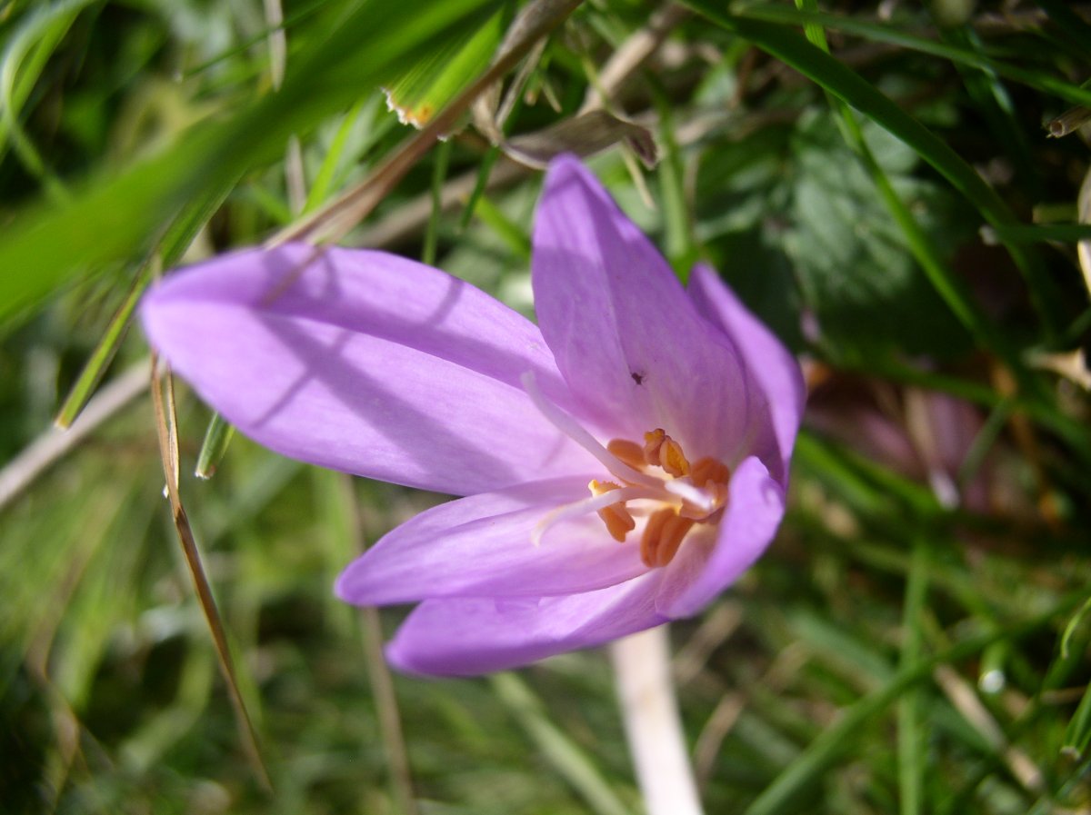 Crocus
