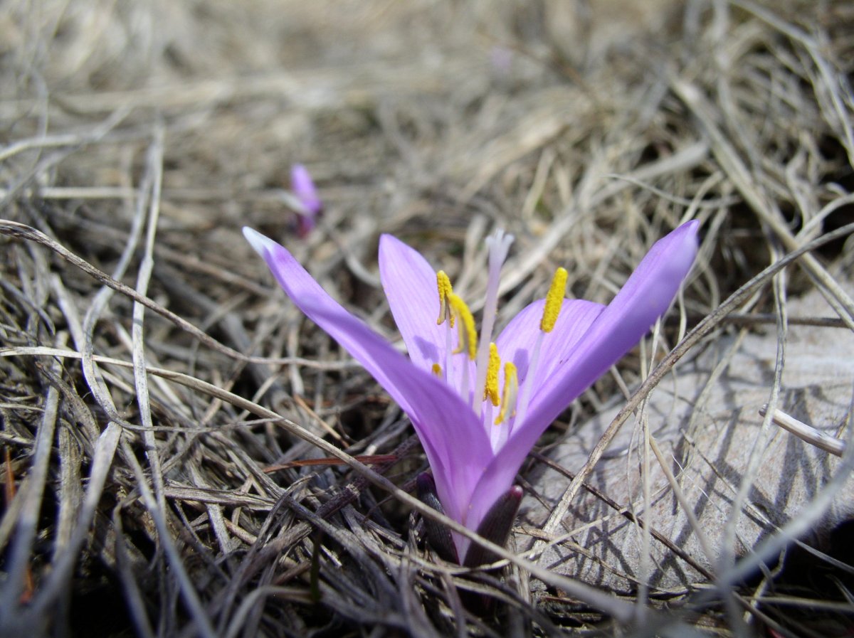 Crocus