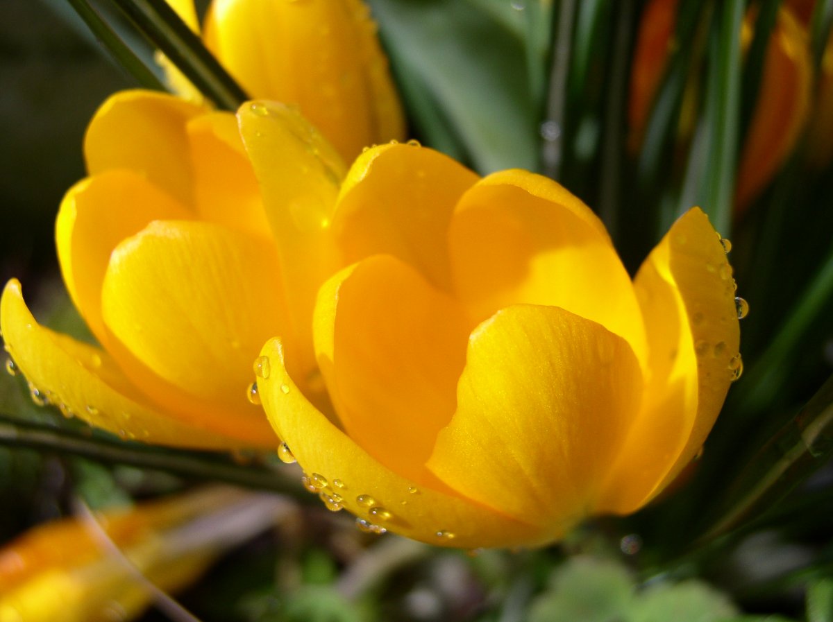 Crocus