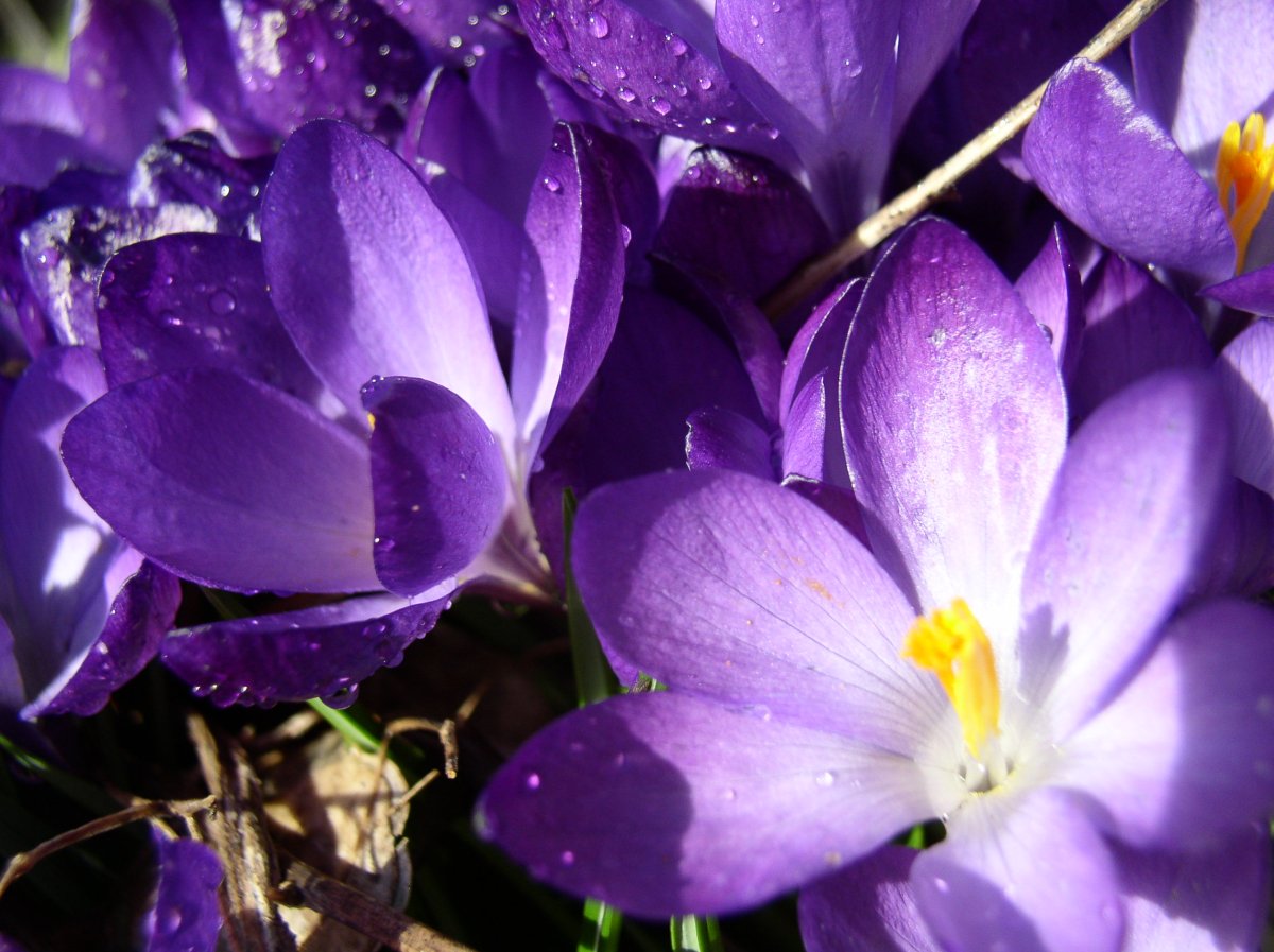 Crocus