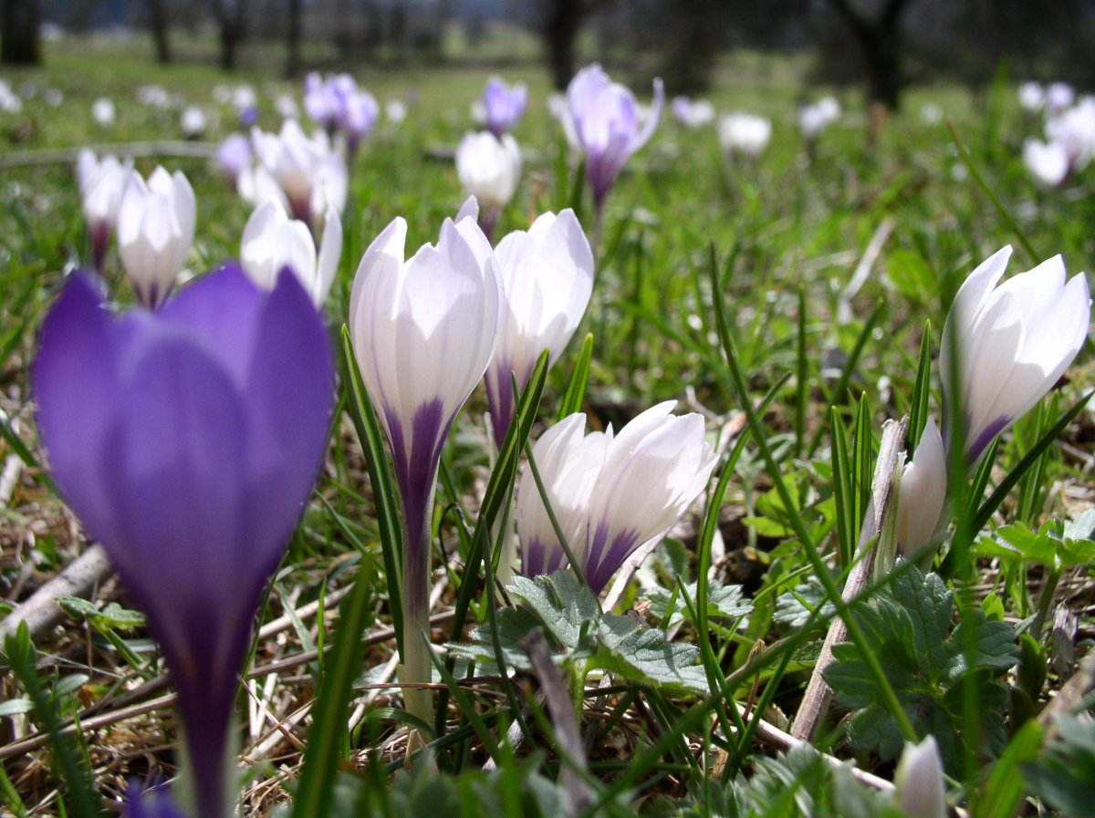 Crocus