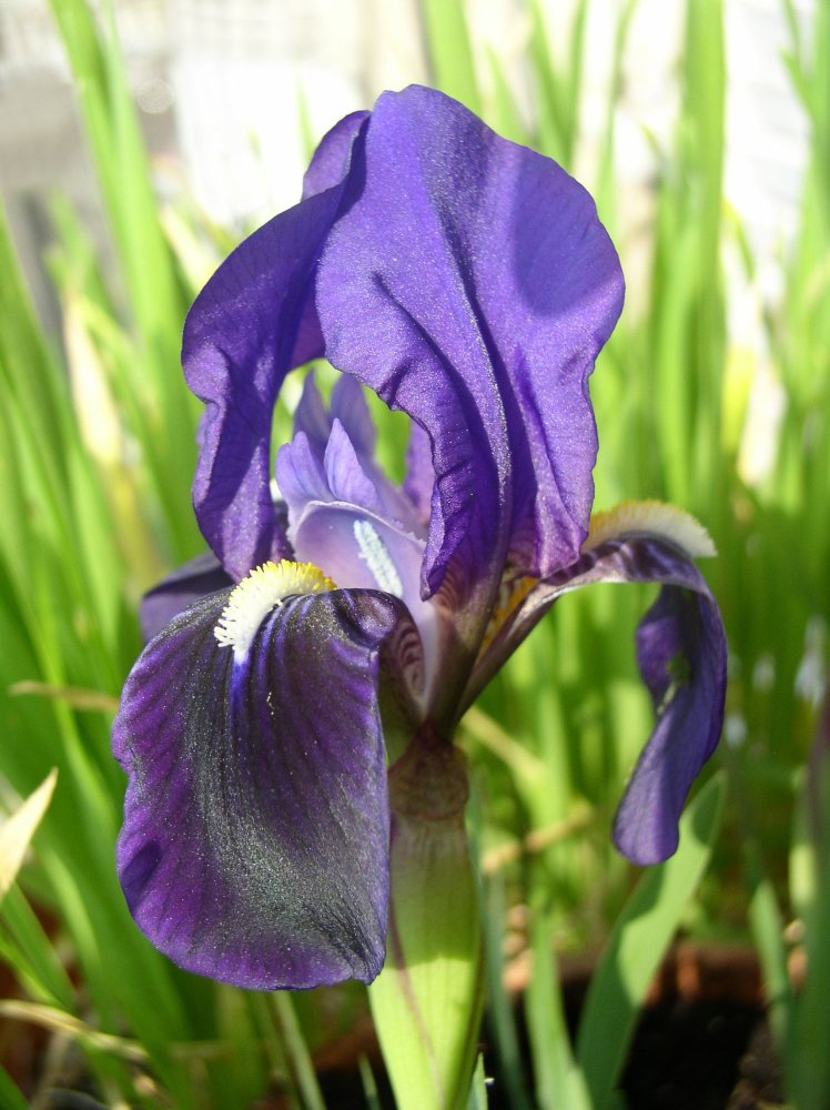Iris